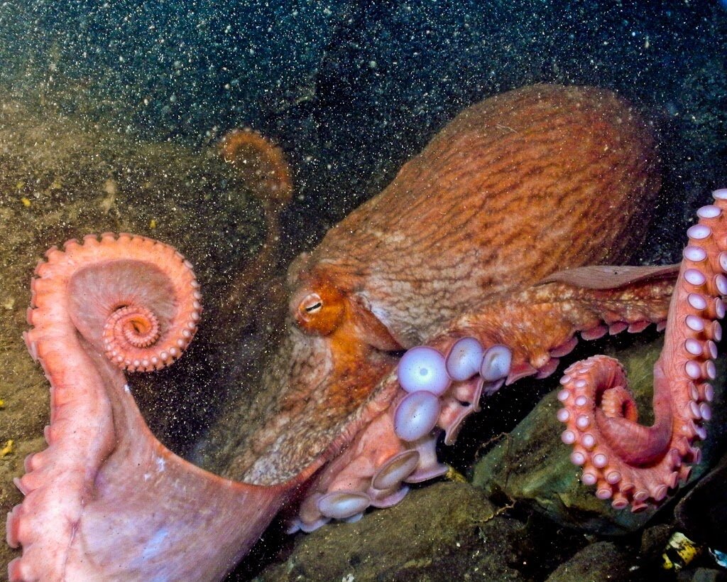 Giant Pacific Octopus