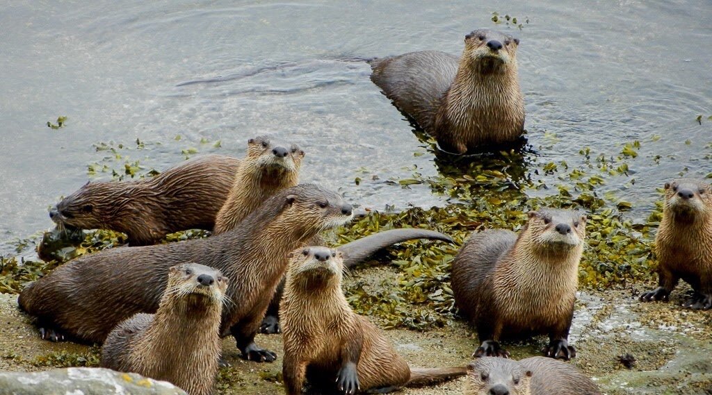 North American River Otters