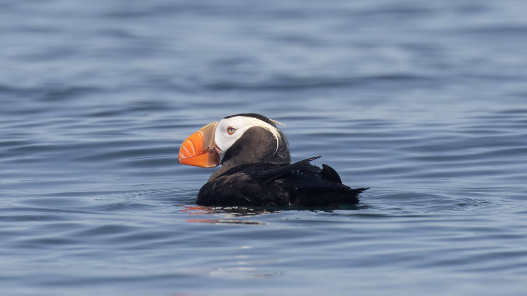 Tufted Puffin Facts — SeaDoc Society