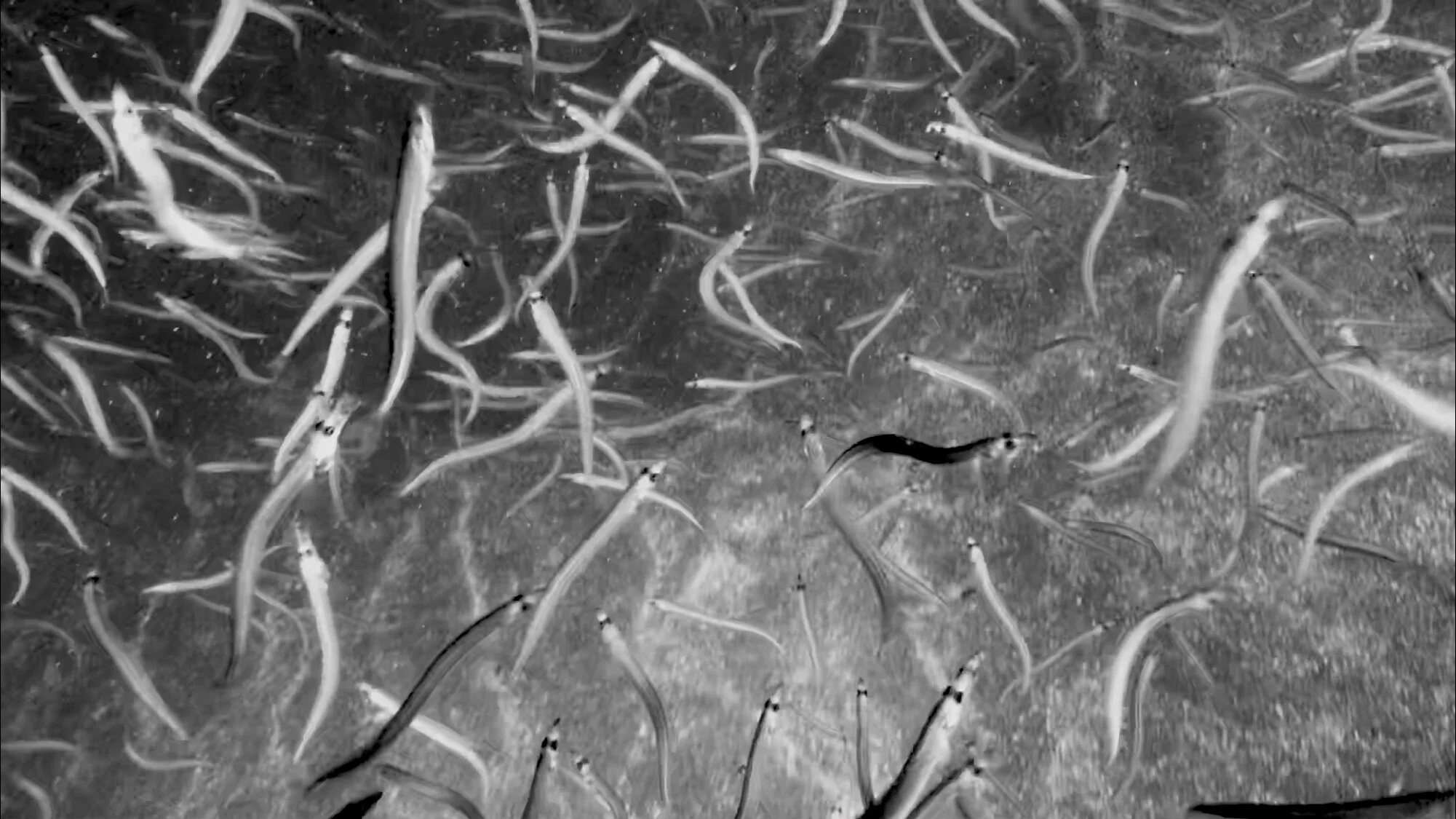 Going Deep to Study the Small But Vital Sand Lance