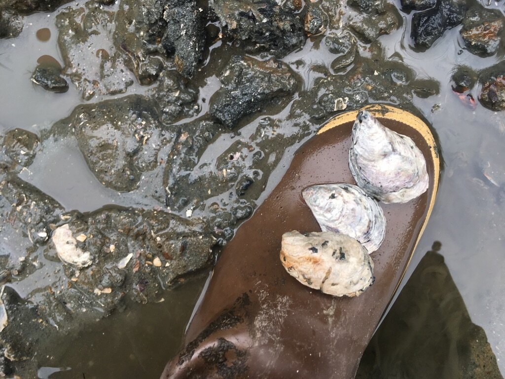 Is a Newly Discovered Worm a Threat to Oysters in the Salish Sea? 