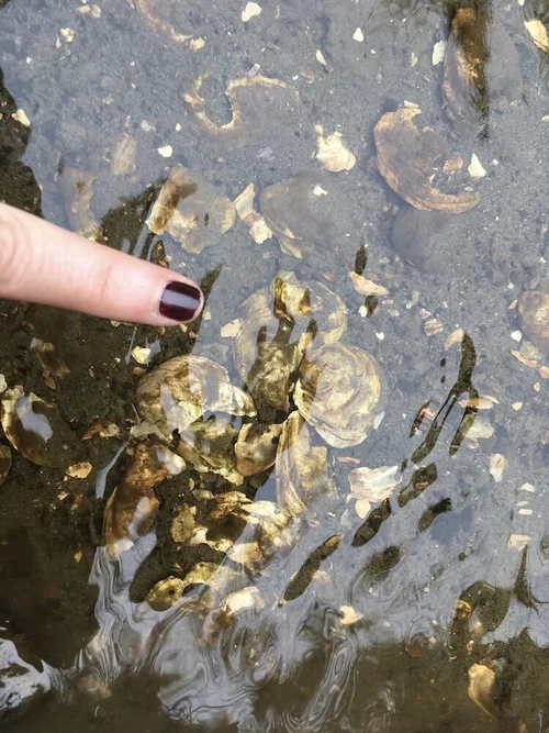 Shell Boring Worms and Olympia Oysters — SeaDoc Society