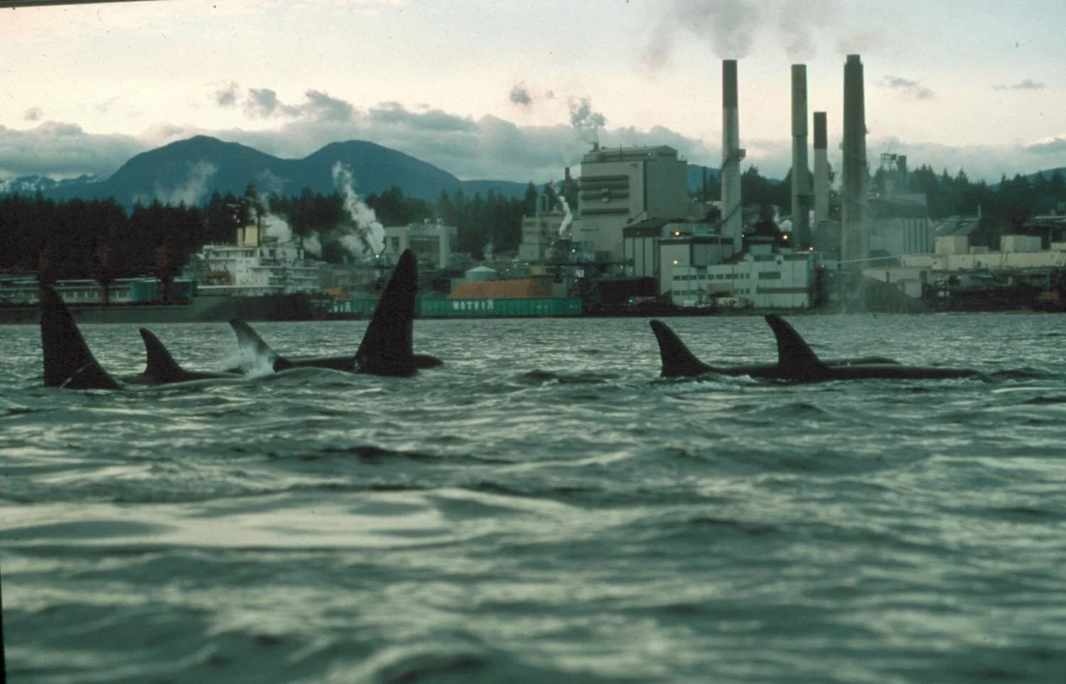 Has Piecemeal Destruction of Endangered Killer Whale Habitat Violated the Law?