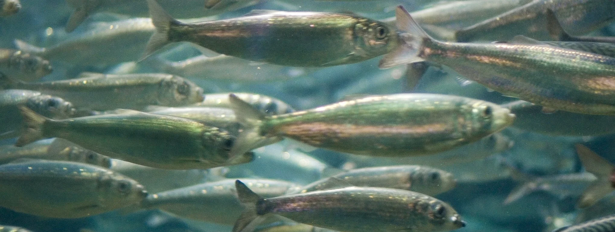 Recovering Herring Stocks Through Indigenous Practices  