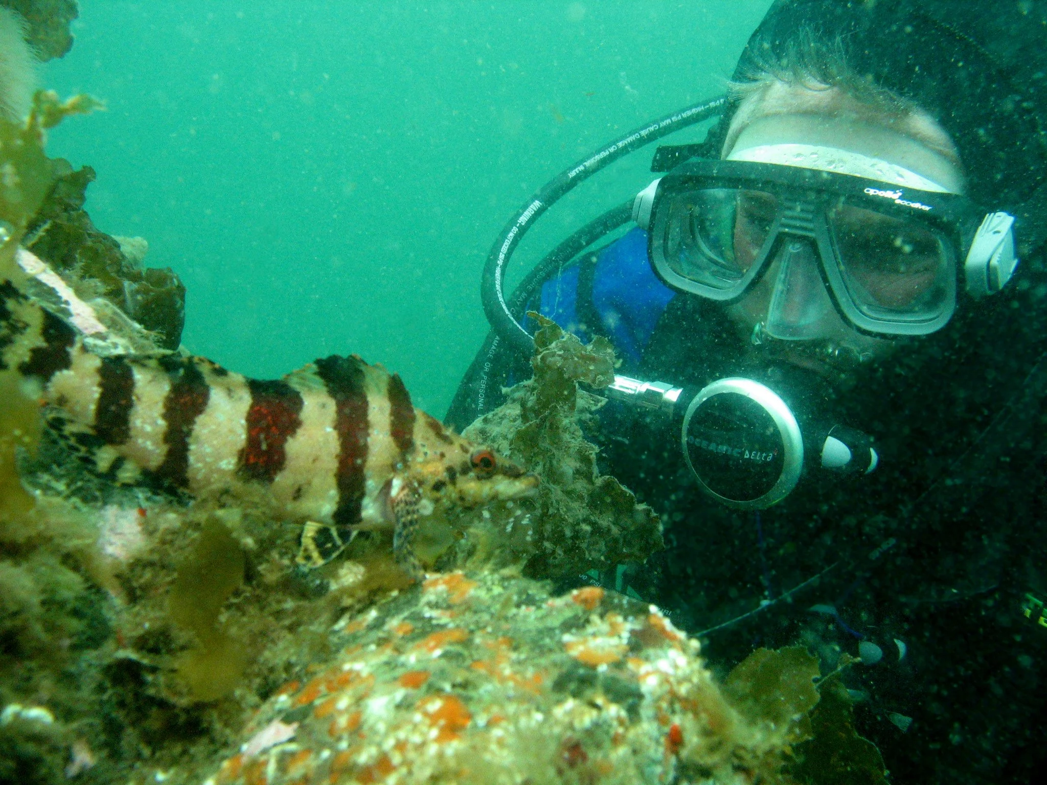 Citizen Divers Aid Understanding of Fish in the Salish Sea