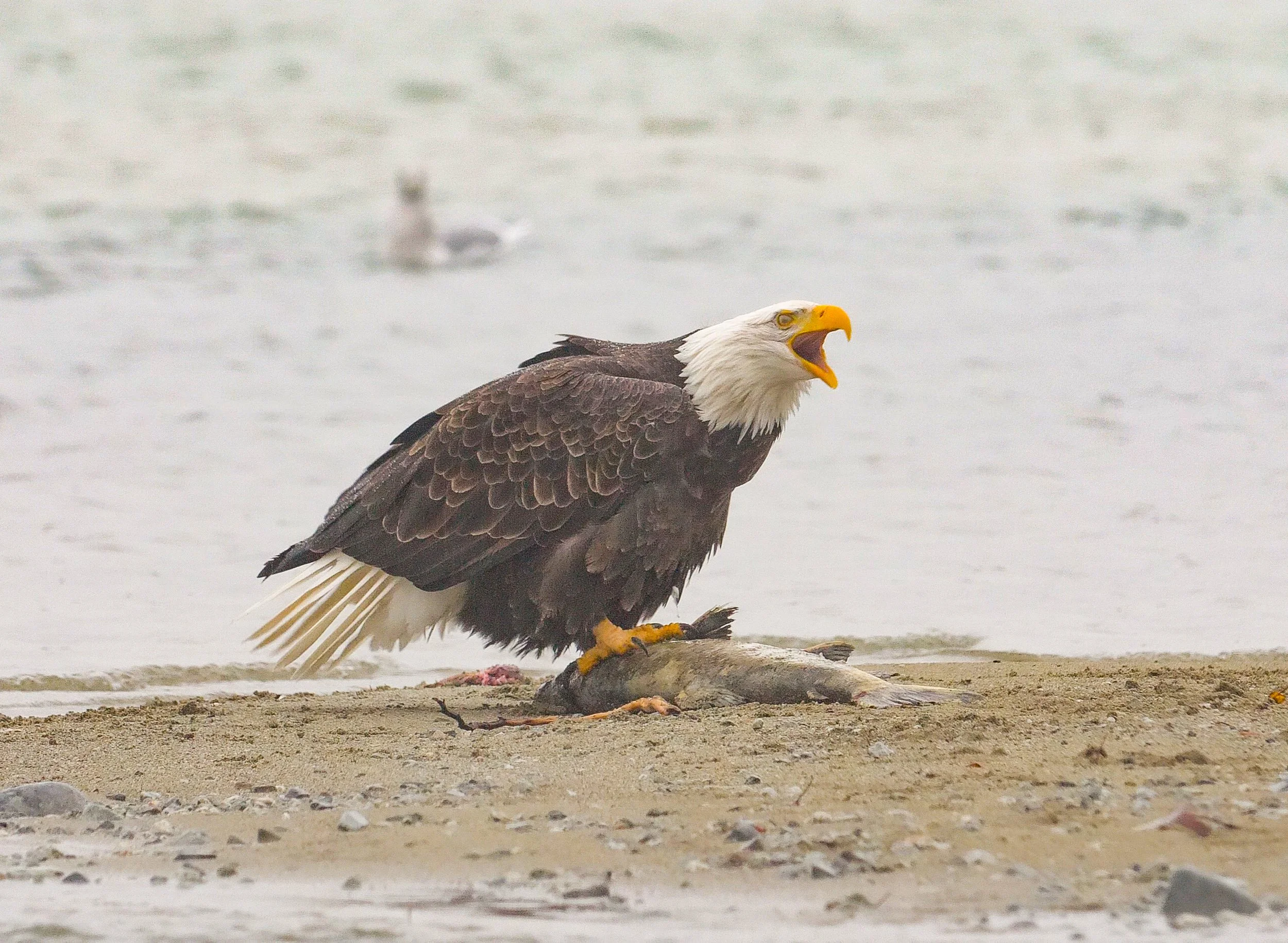 Eagle on Salmon on Harrison River 01.jpeg
