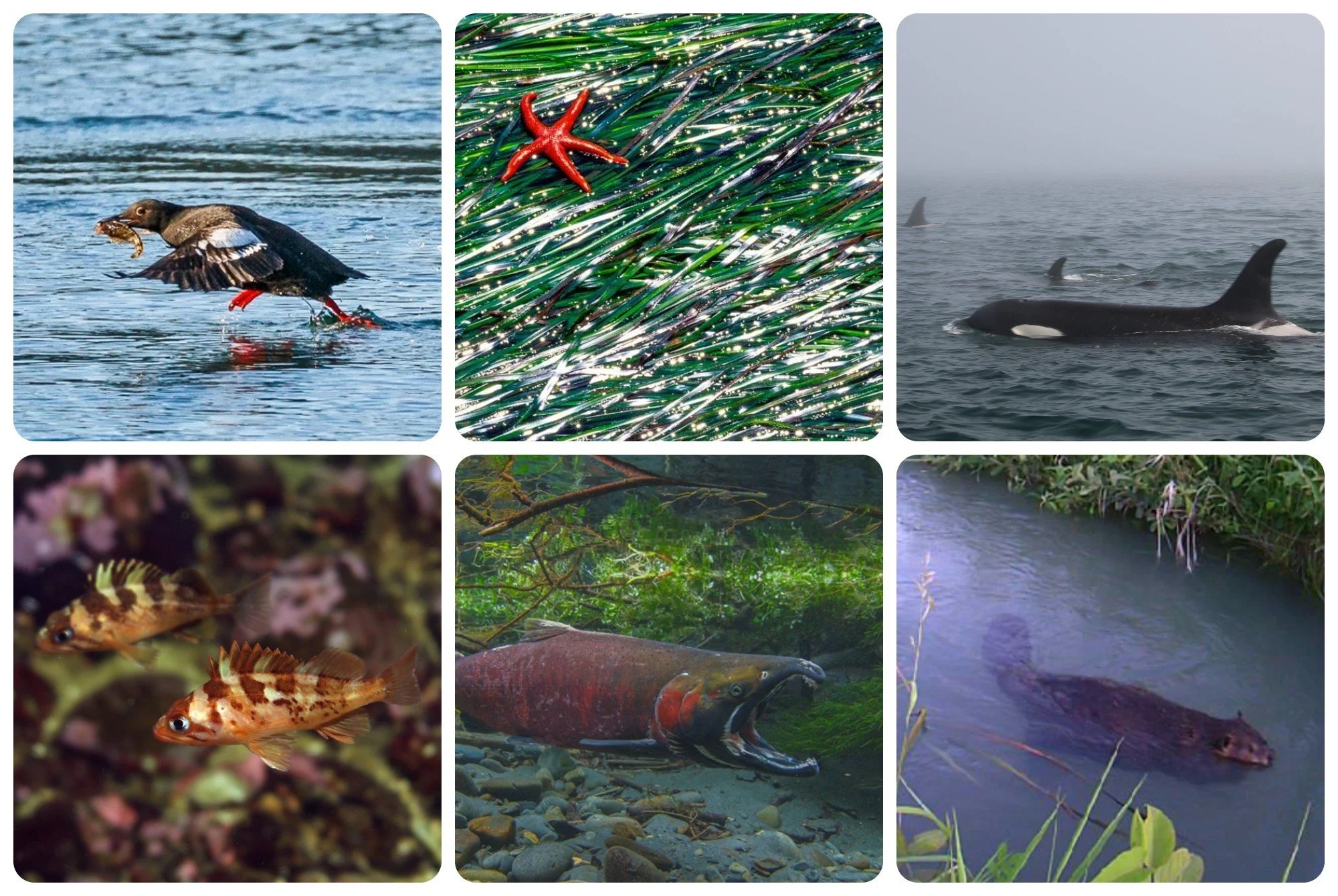 SeaDoc Society to Fund Six Critical Research Projects&nbsp;