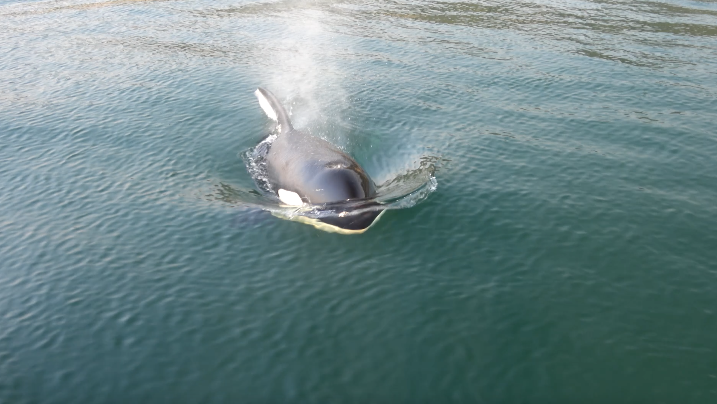 killer whale blow ssw.png