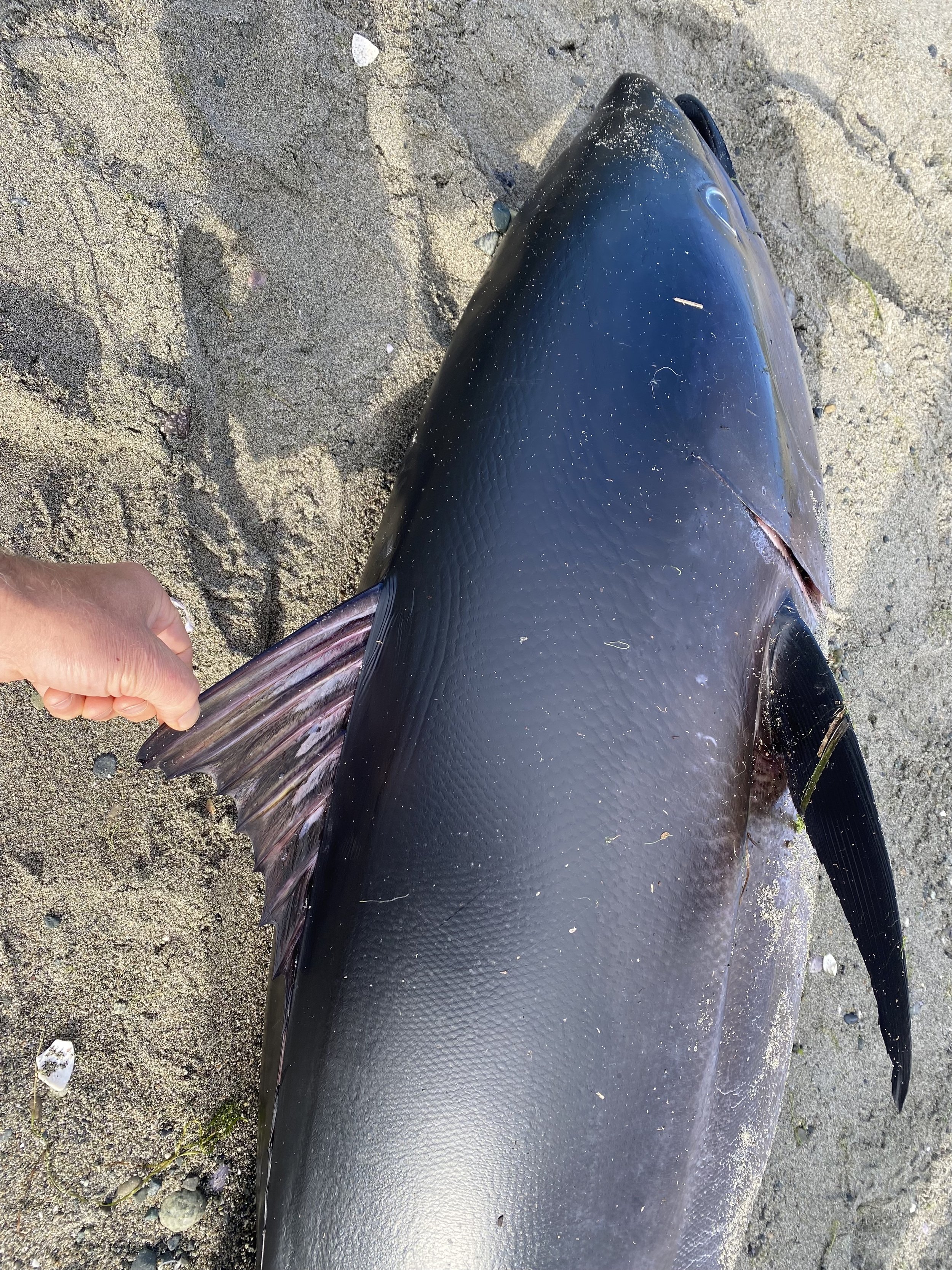 Pacific Bluefin Tuna Found on Orcas Island Beach (PHOTOS/VIDEO) — SeaDoc  Society
