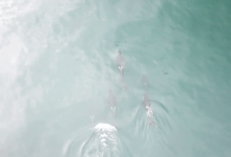 A Non-Invasive Tool For Collecting Killer Whale Breath Samples