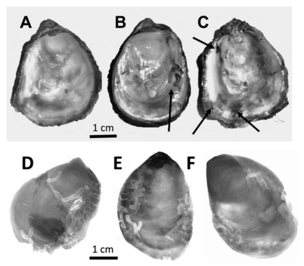 Olympia Oysters, Ancient Parasites, Modern Lessons