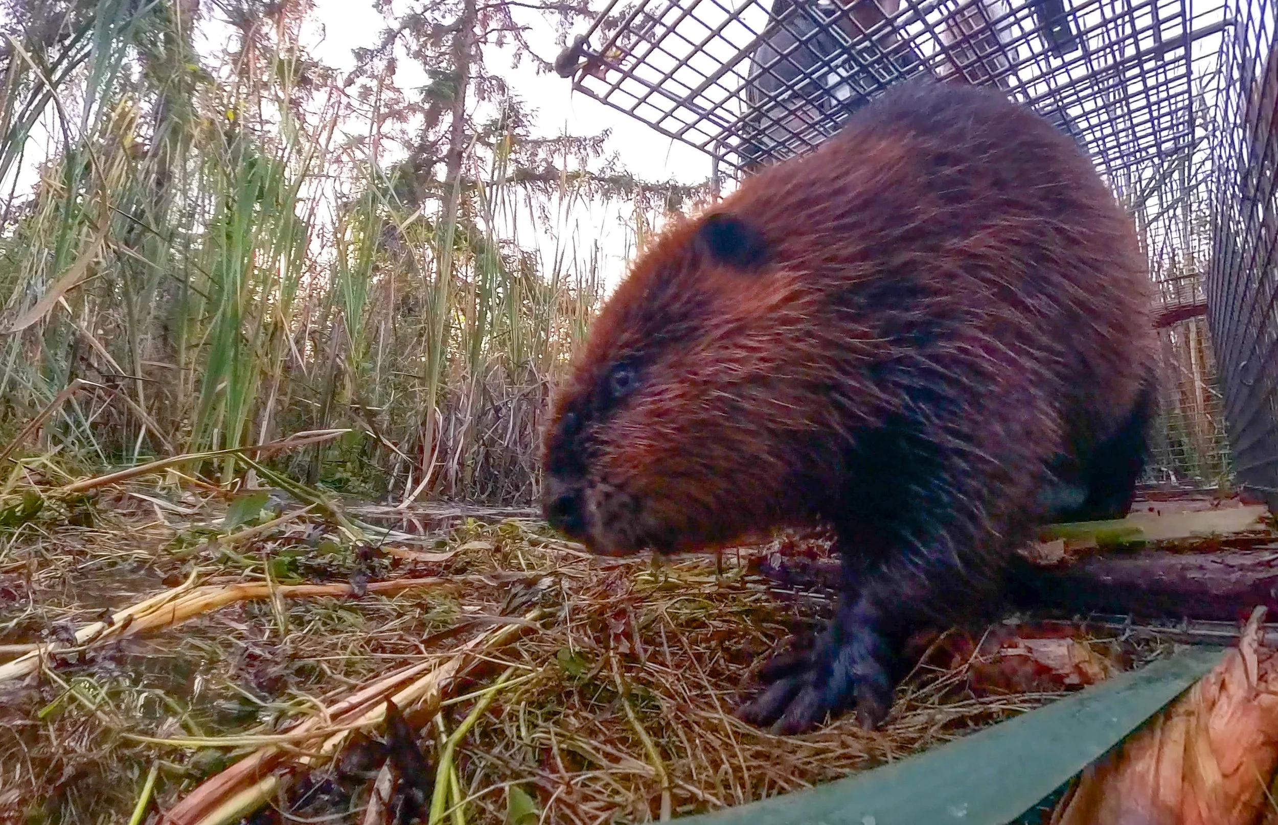 Beavers Thrive in River Estuaries Along North America’s Northwest Coast