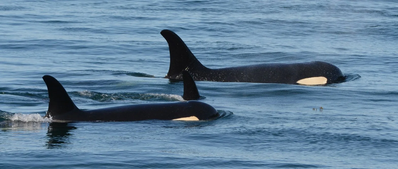New Study Provides Largest-Ever Dataset of Elemental Concentrations in Killer Whales