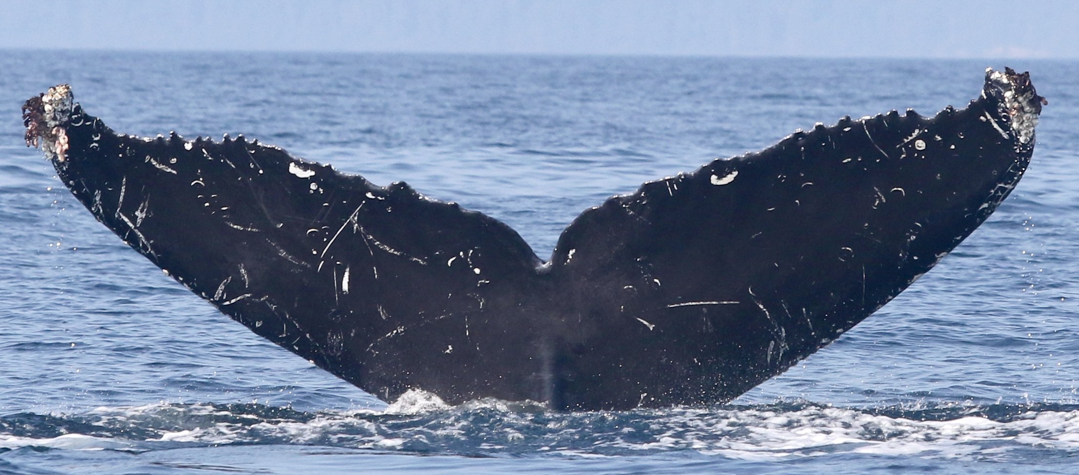 Science With an Impact: SeaDoc Funds Six New Research Projects!