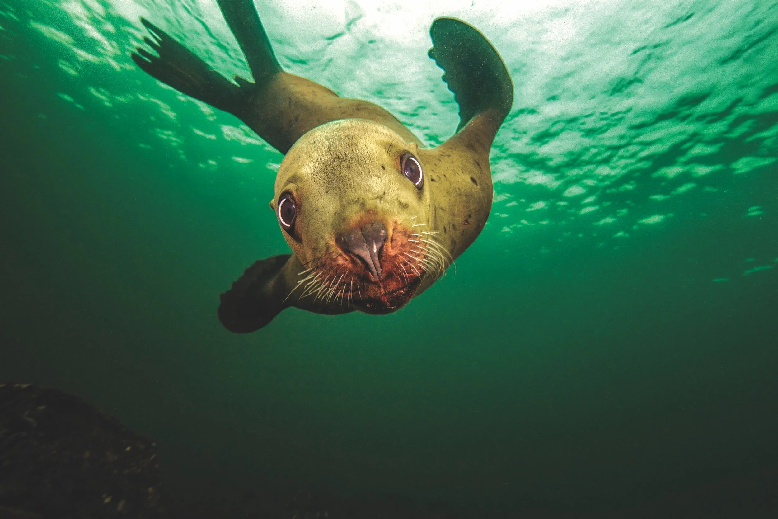 Jessica Newley_SeaLion1-3-HIGH RES.jpg