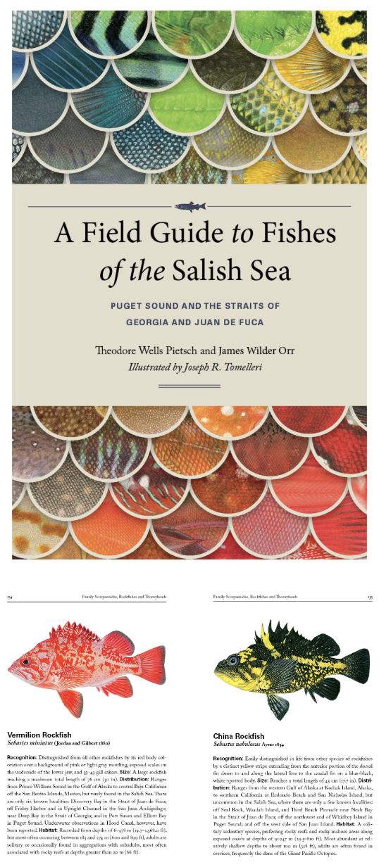 A Field Guide to Fishes of the Salish Sea (Book Review by Joe Gaydos) —  SeaDoc Society
