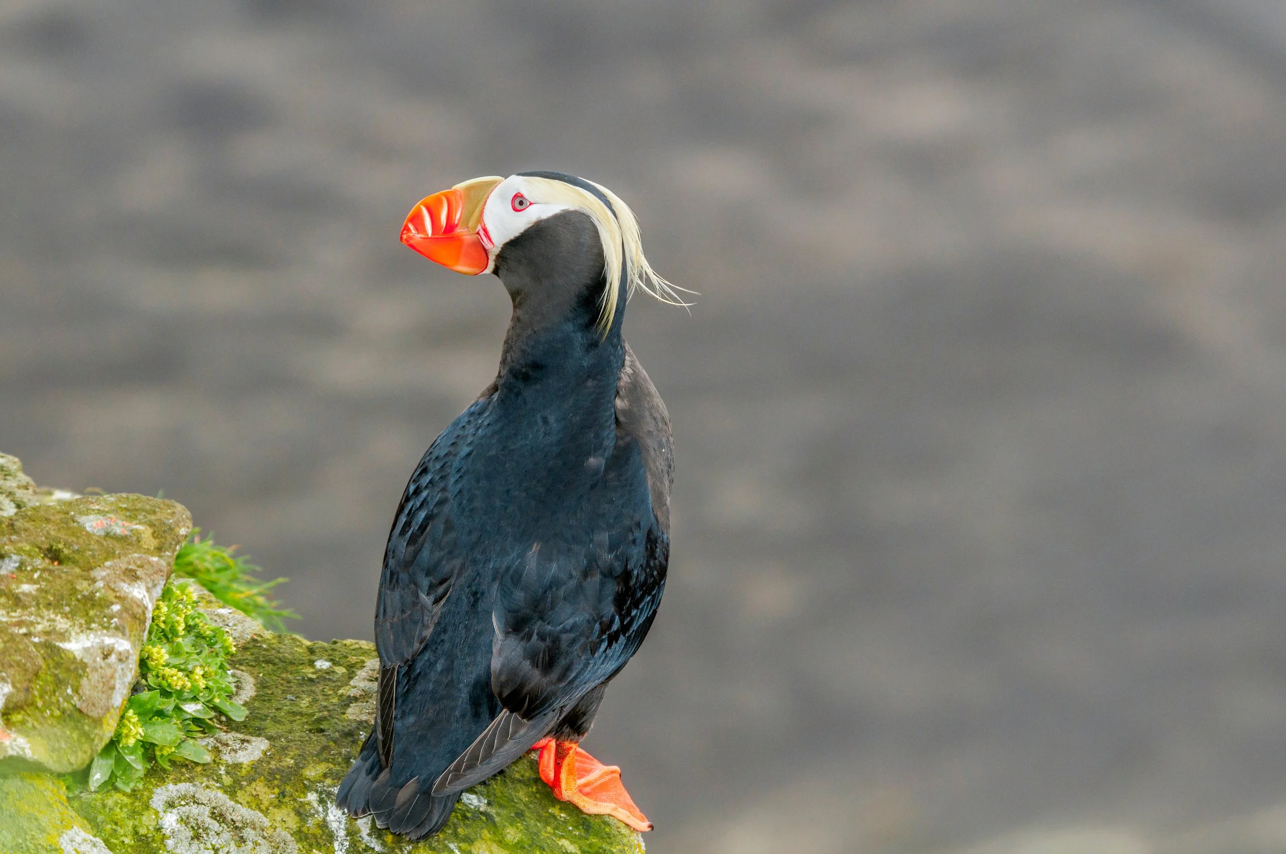 shutterstock_1164699151-puffin2.jpg