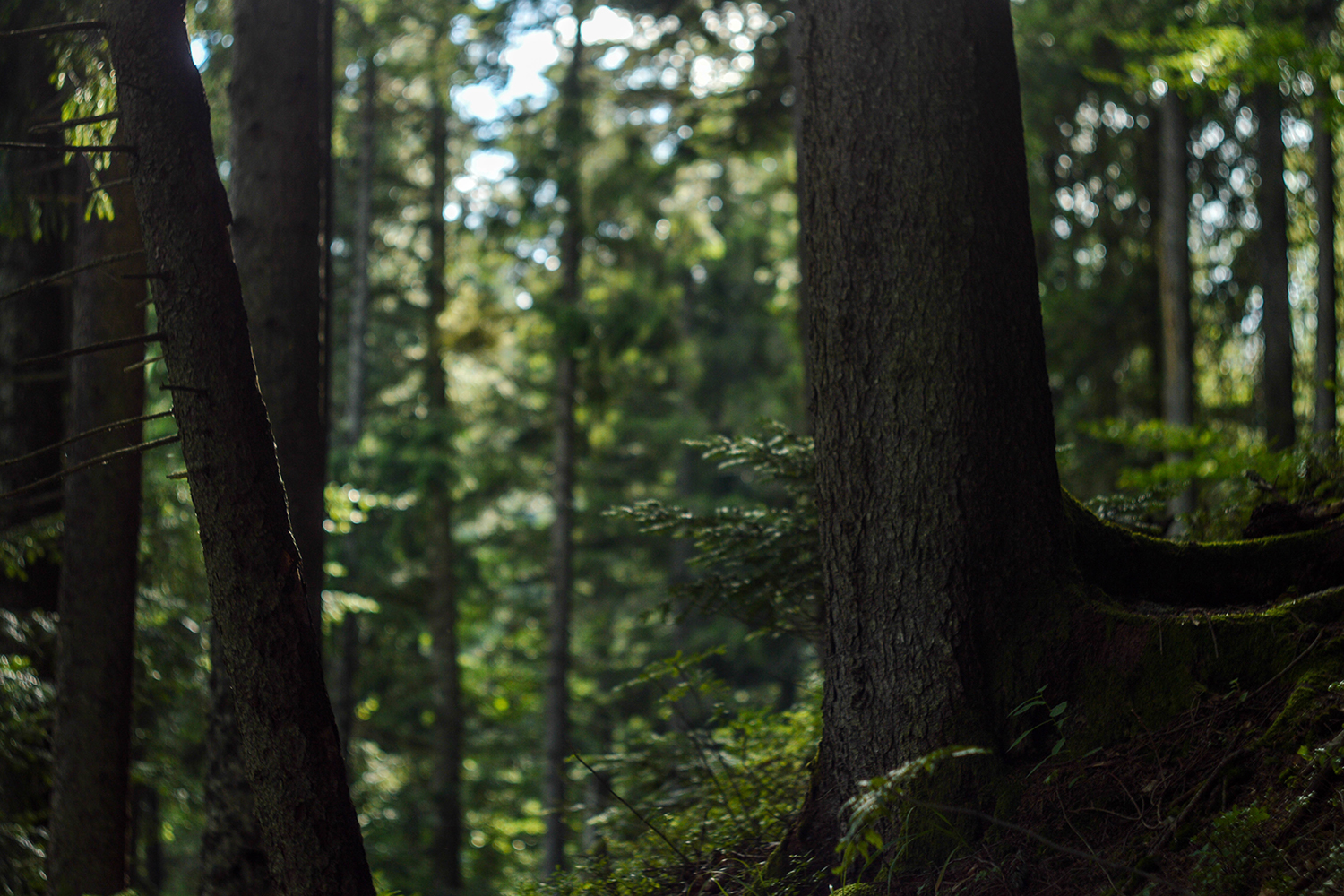 forest banner 2.jpg