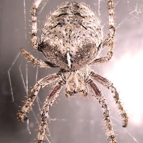 Barn-Spider.jpg