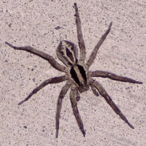 Spiders Tactical Pest Solutions Spiders Tactical Pest Solutions