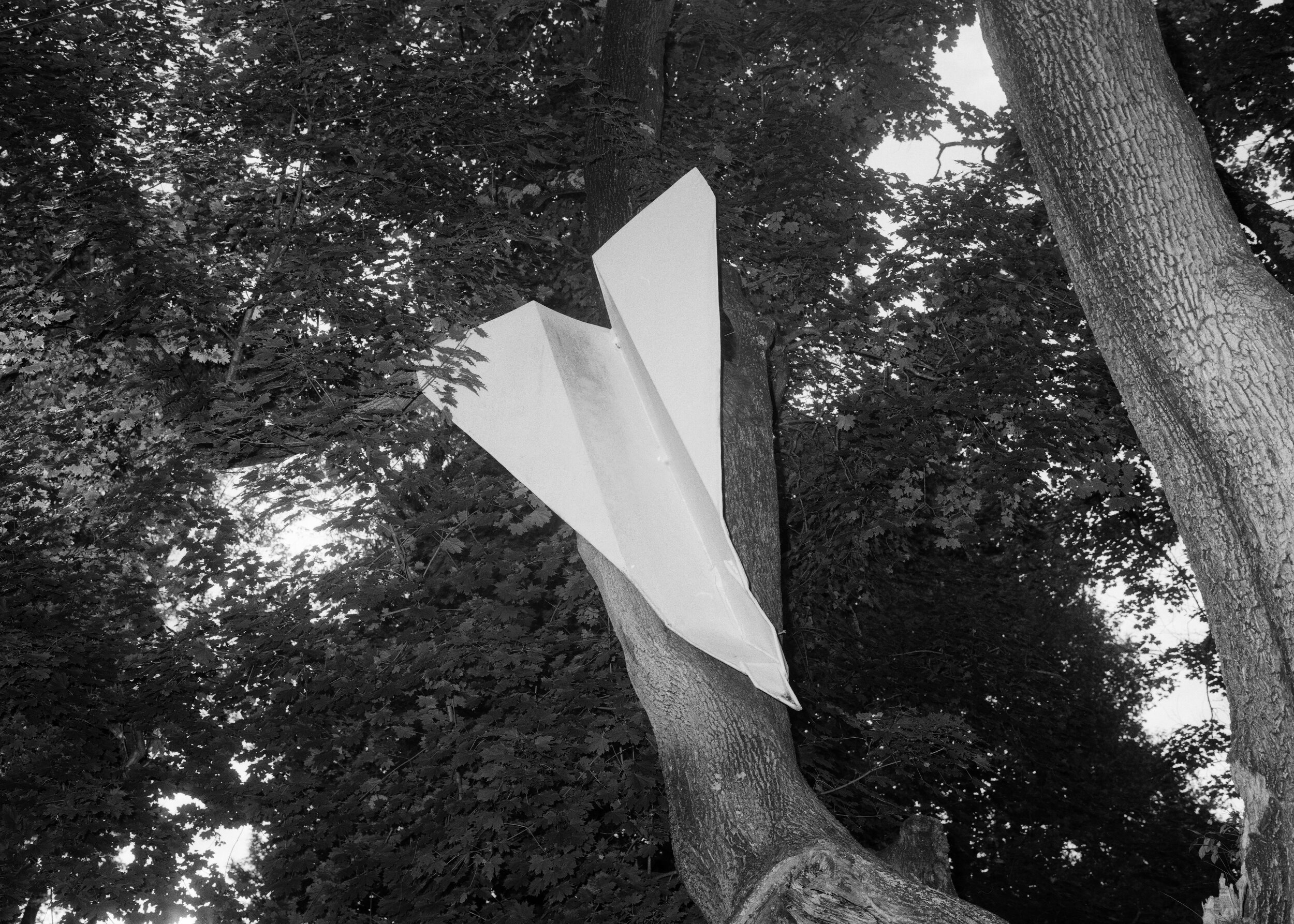 PaperAirplaneTree2.jpg