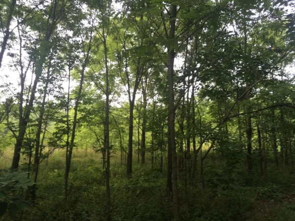 Inside Breithaupt Park. Getting a photo of the perimeter of the park from the expressway is a tad difficult.