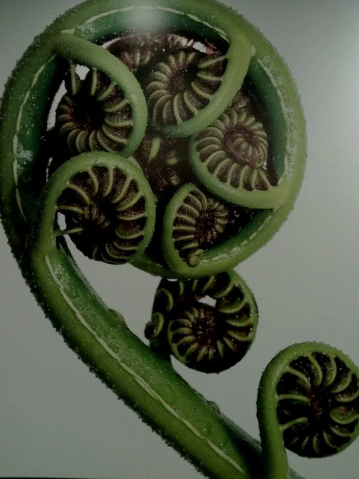 fern.jpg