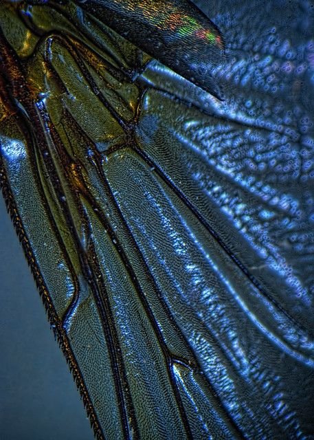 Dragonfly wing detail.jpeg