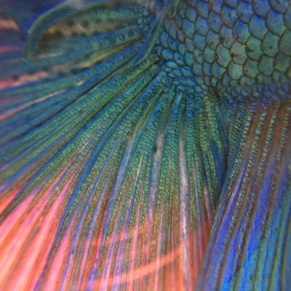 Macro Ichthyology.jpeg