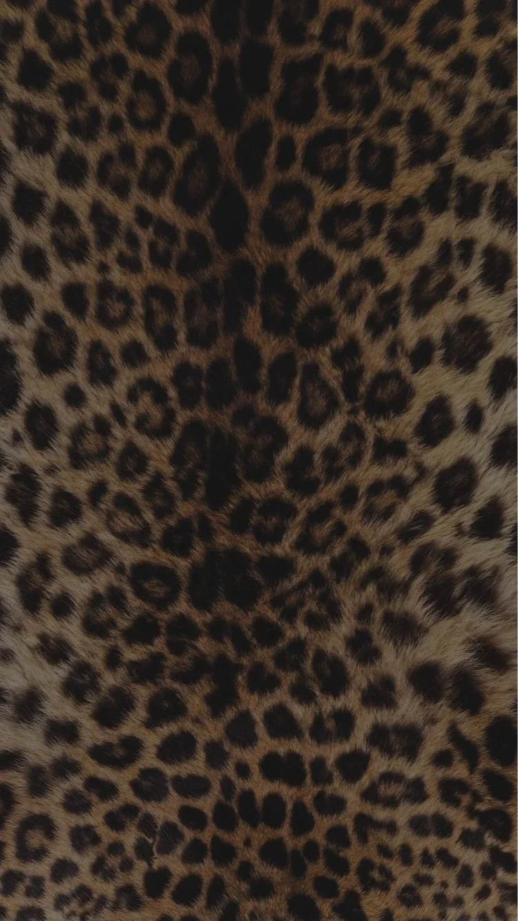 cheetah2.jpg