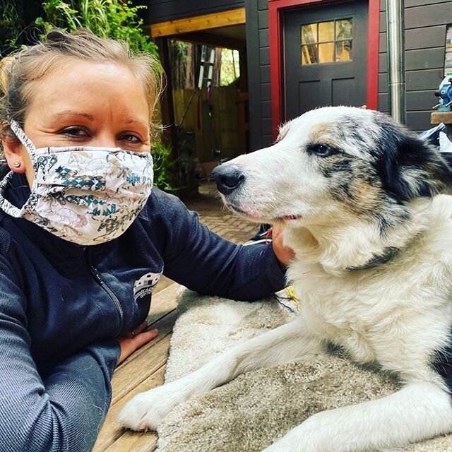 A huge thank you to one of our thoughtful clients, Lisa, for sewing these masks for Dr. Allie! We are so grateful to be able to keep our doctor and our clients safe during these trying times. Remember that Veterinary Acupuncture Services remains open