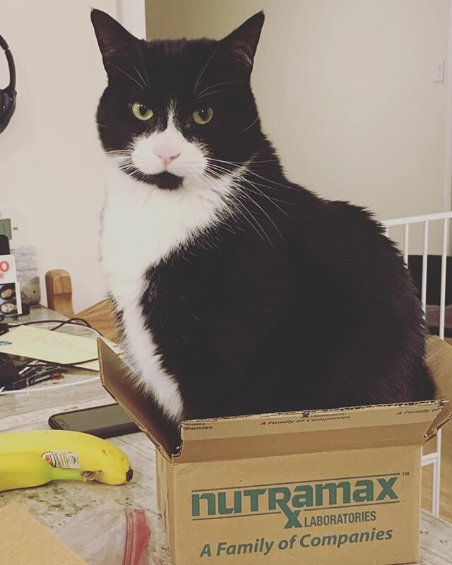 Barry here is promoting and modeling for his Nutramax supplements (he currently is on Dasuquin Advanced (joint support with Curcuma longa- an extract from turmeric) and Welactin (omega fish oil). Veterinary Acupuncture and Rehabilitation Services car