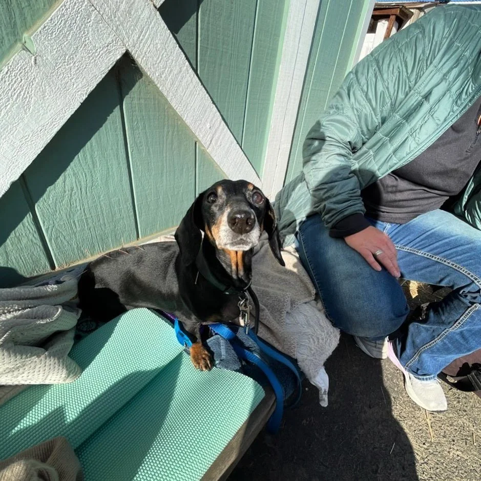 Vista enjoying her acupuncture and rehab treatment in the morning sunshine before the ponies get theirs. Vista has been a patient of Dr. Allie for some time now for back pain and neuromuscular retraining. #caninerehabilitation #veterinaryacupuncture 