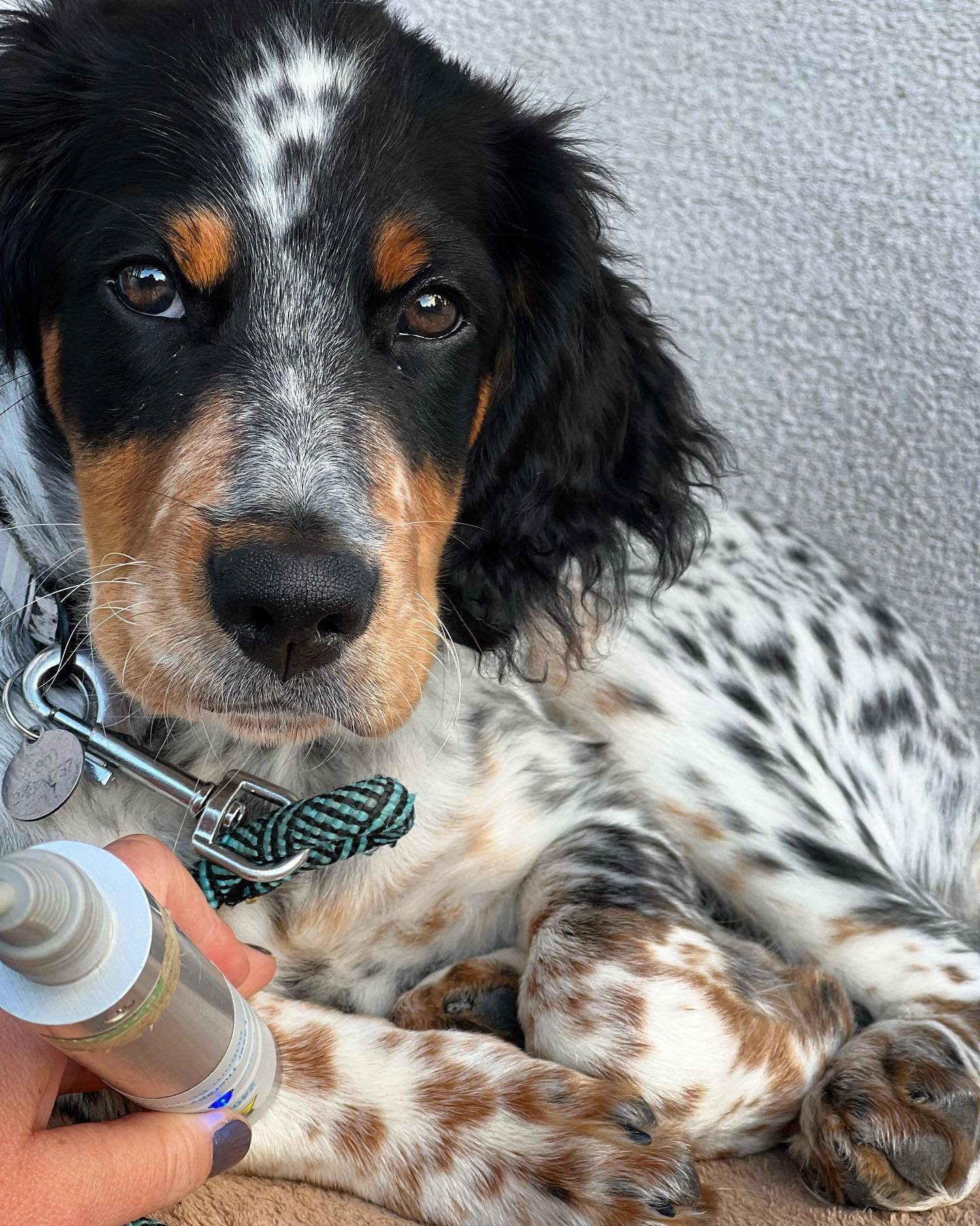 Even puppies sometimes need rehabilitation treatments too!  Sweet Bodie strained his right carpus (wrist joint) while playing, so Dr. Allie has been doing cold laser, manual and pulse electro-magnetic therapy to get him back to feeling his best in no