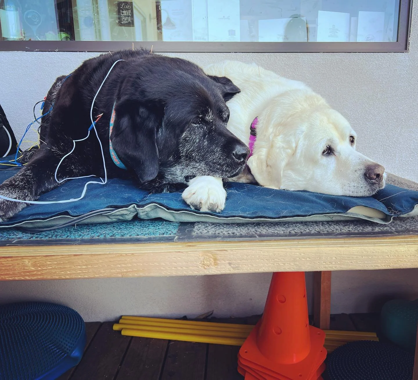 2 sweet labs getting their treatments together ❤️💙. Lucy is the yellow lab and she gets rehab treatments for osteoarthritis. Her housemate, Bodie, initially was seen for rehab treatments following bilateral TPLO surgery for cranial cruciate tears ov