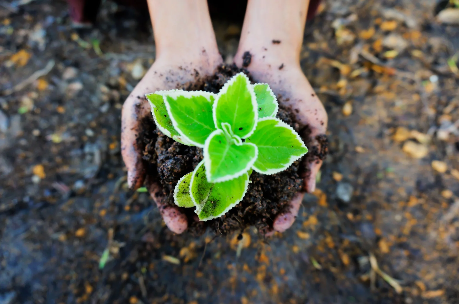 seedling-1558599_1920.jpg