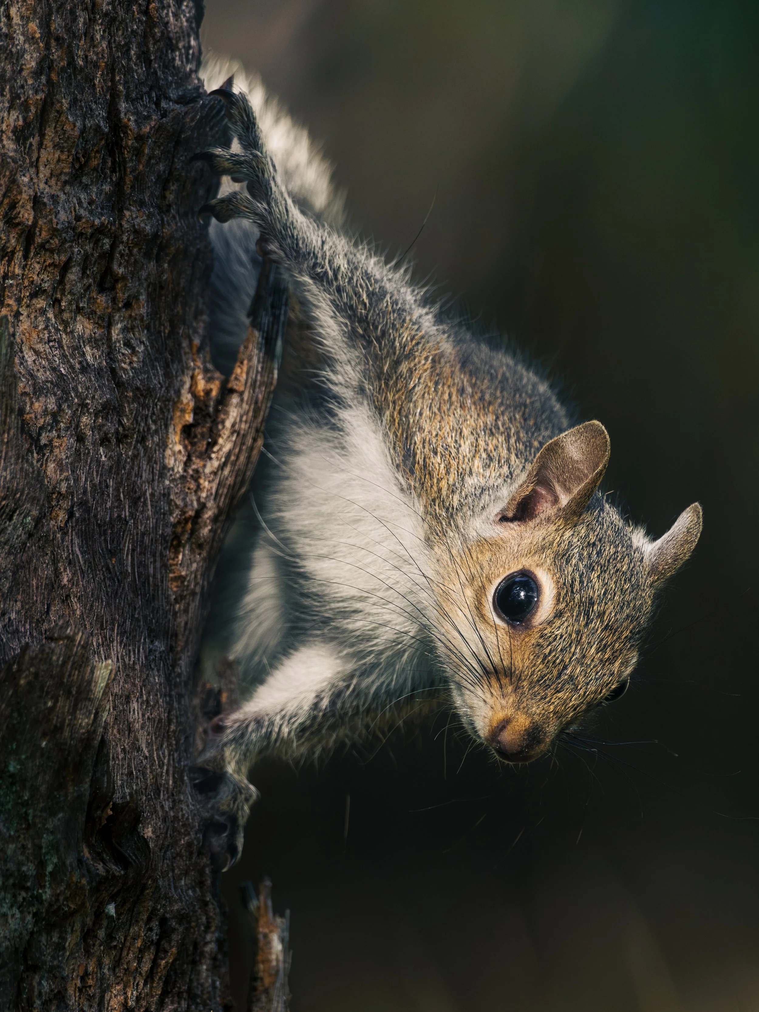 DSCF1068.JPG