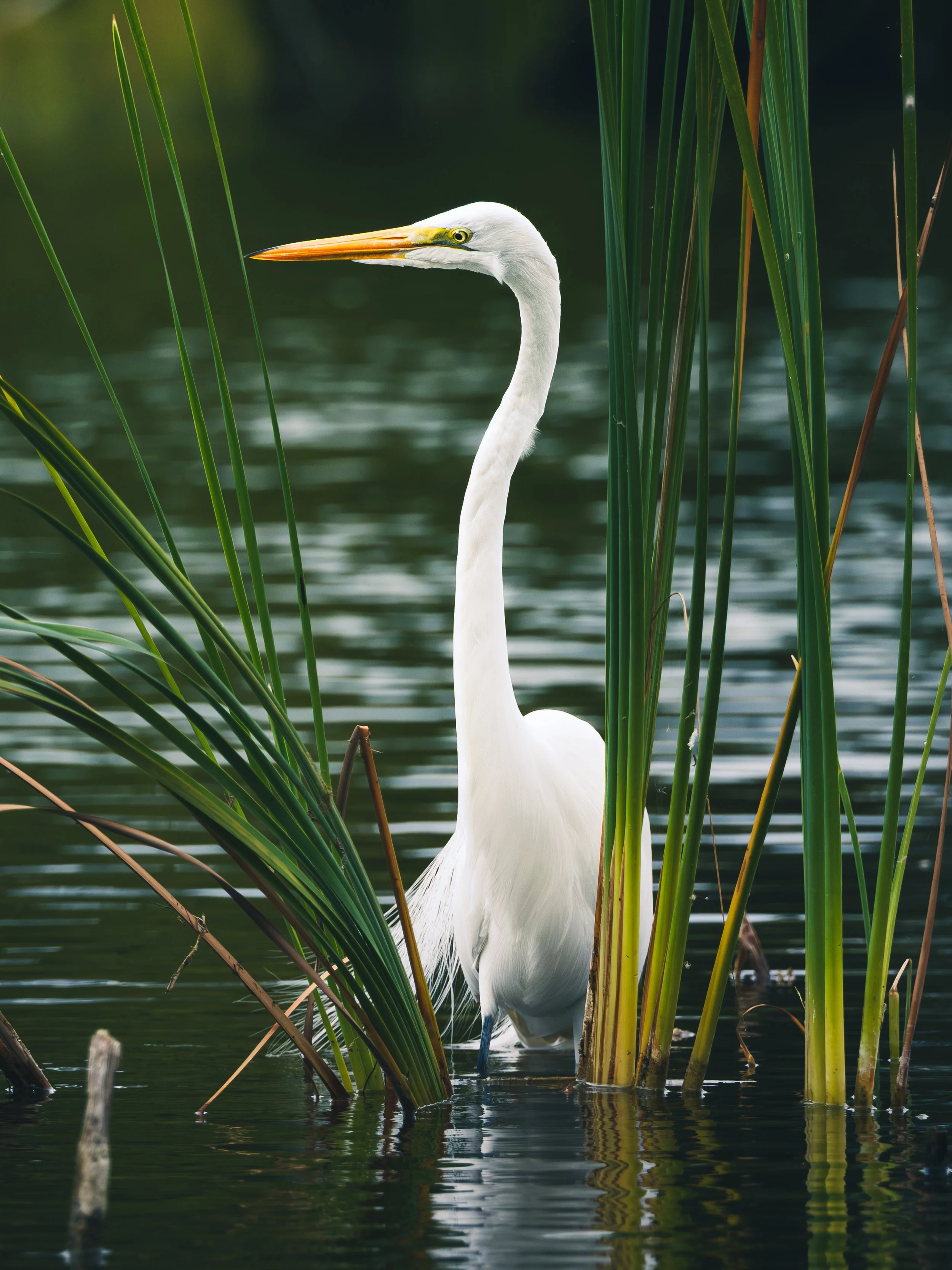 DSCF9007.JPG