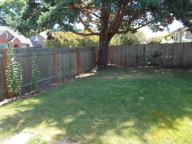 side yard.JPG