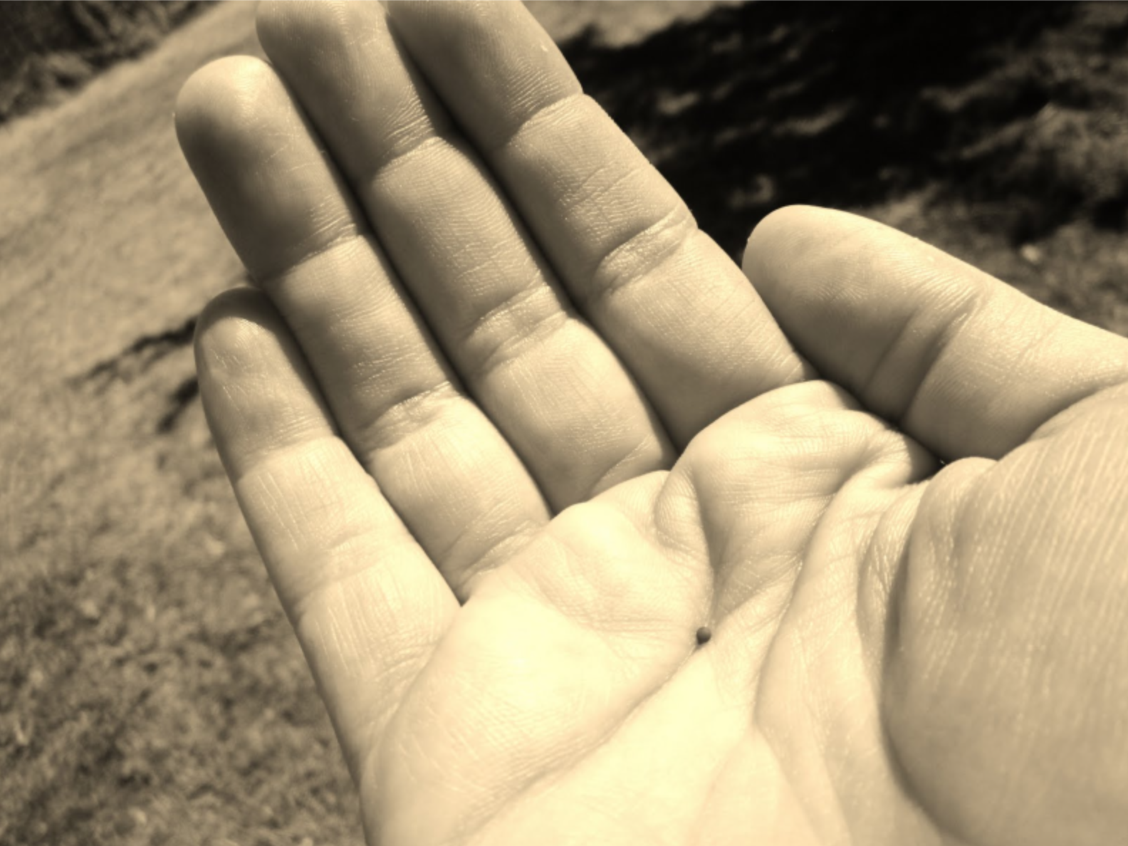 A Mustard Seed