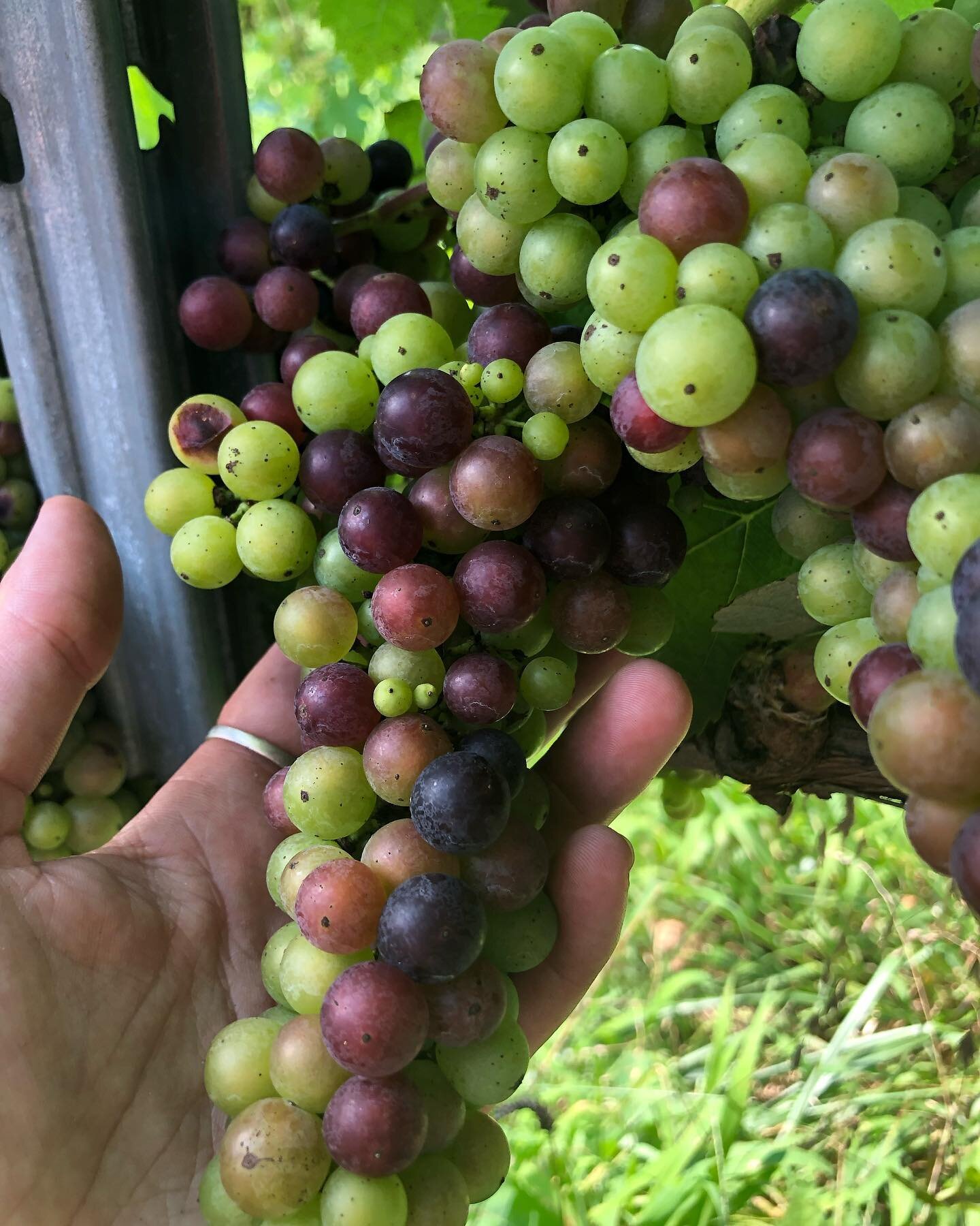 One of the most visible signs of the upcoming harvest: veraison!  In the weeks leading up to full ripeness, grape clusters will begin to change color (more visibly with reds, or course) berry by berry, a process called veraison 🤓

Pictured here are 