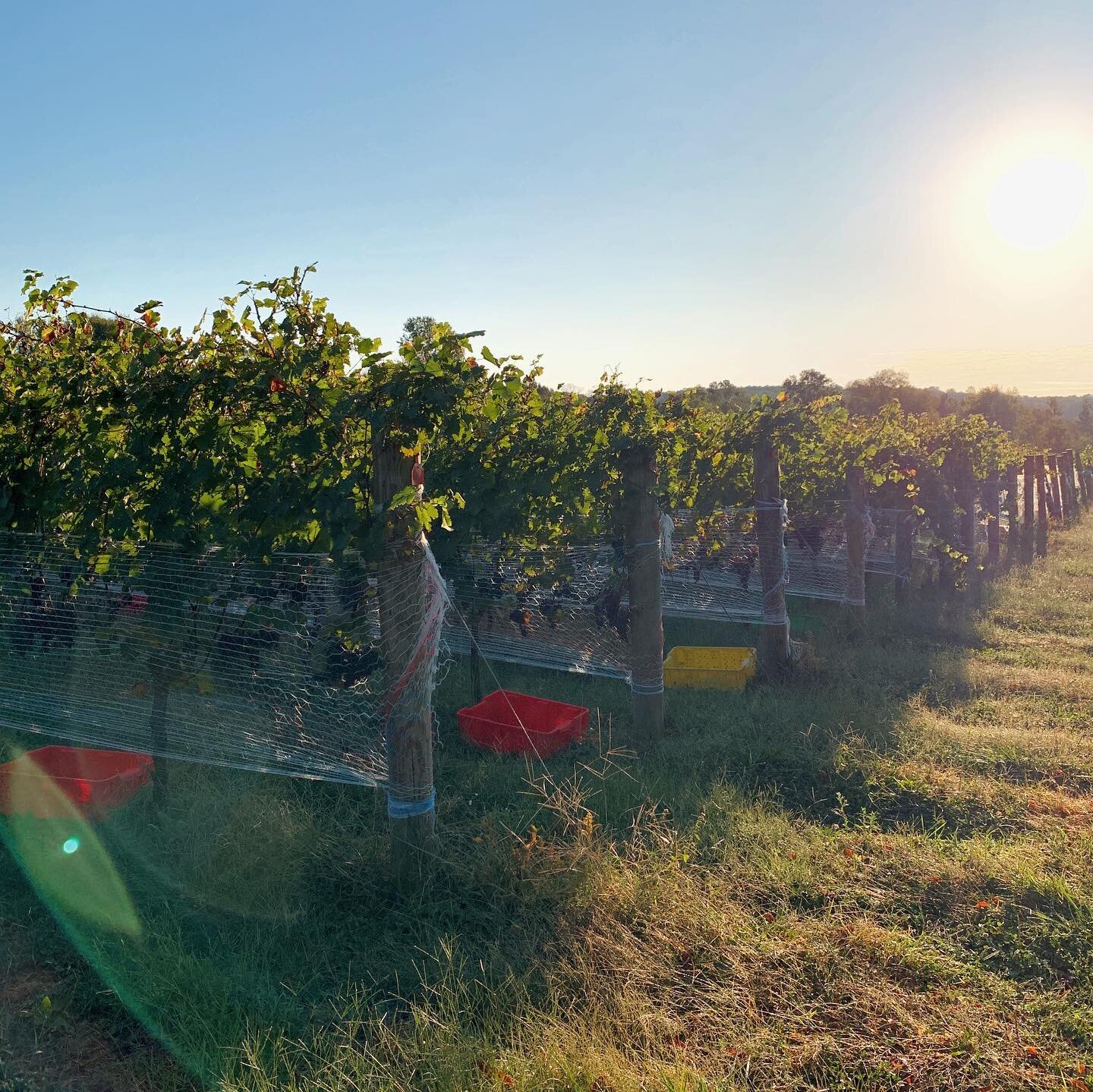 Our first harvest is underway! 🍇 

A few weeks ago we mentioned verasion, the process where the grapes start to change colors and start ripening. Well this week we&rsquo;ve been gearing up to start our first harvest! Our white grapes (specifically C