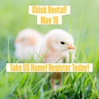 15th Annual Chick Rental is here! It&rsquo;s a beloved Rocklands tradition providing you and your family the opportunity to host 2 adorable chicks for a week! Pick up date: May 16! Early bird special $35 if you sign up this weekend. Register at Rockl