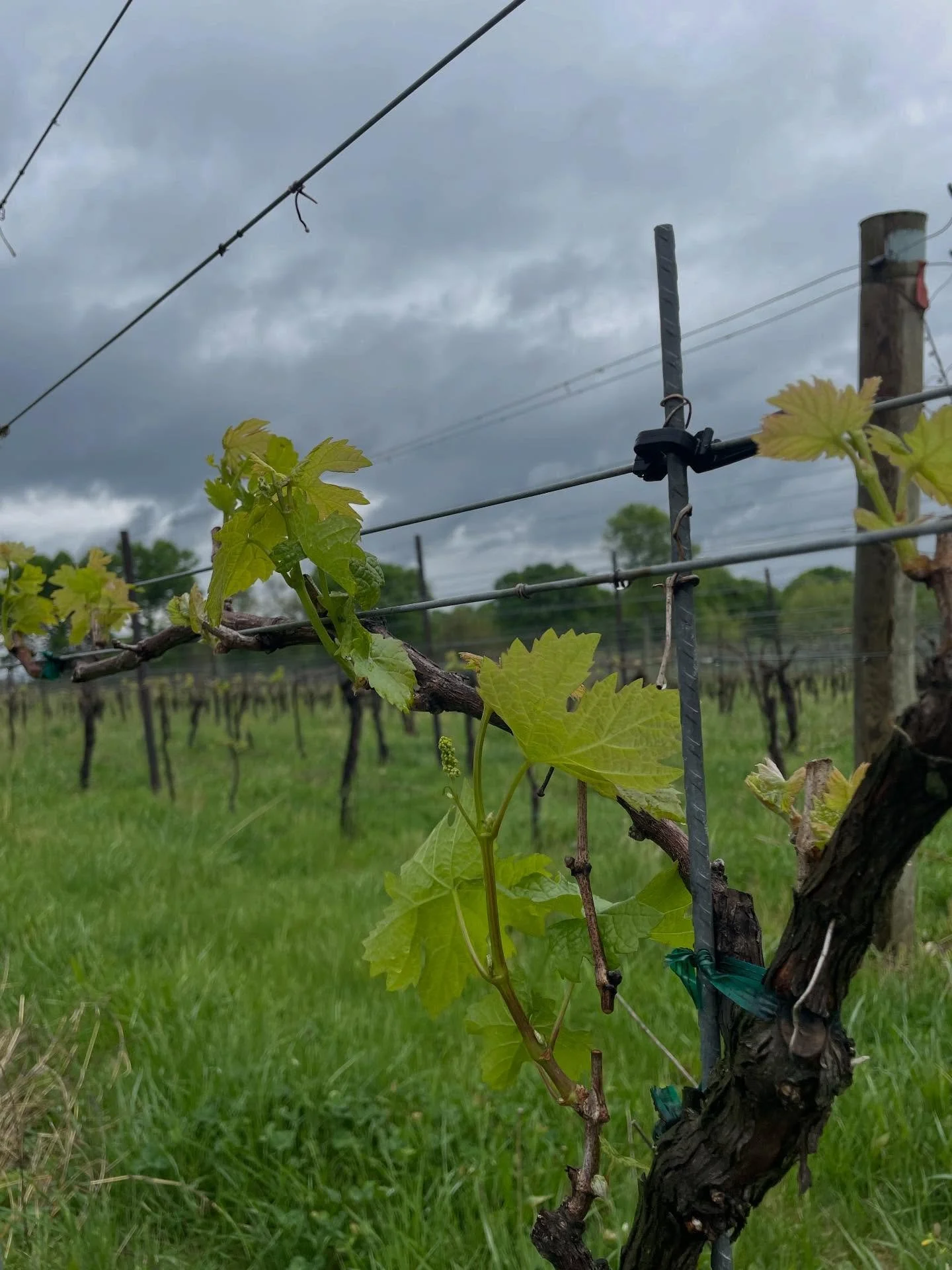 Our 2026 grape crop is now in full swing! Unfortunately there&rsquo;s a significant freeze/frost threat on deck for Tuesday morning, which could cause major losses in the vineyard with lows currently forecasted in the high 20s here in our neck of the