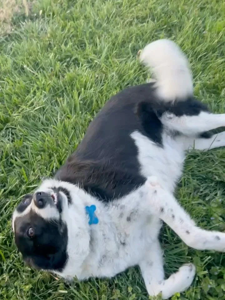 Week in Review 

We hosted our first &ldquo;Sip and Seed,&rdquo; continued to bottle feed the baby lambs, had an awesome night of music on Friday, and headed down to Texas to pour at a wine fair for a few days.