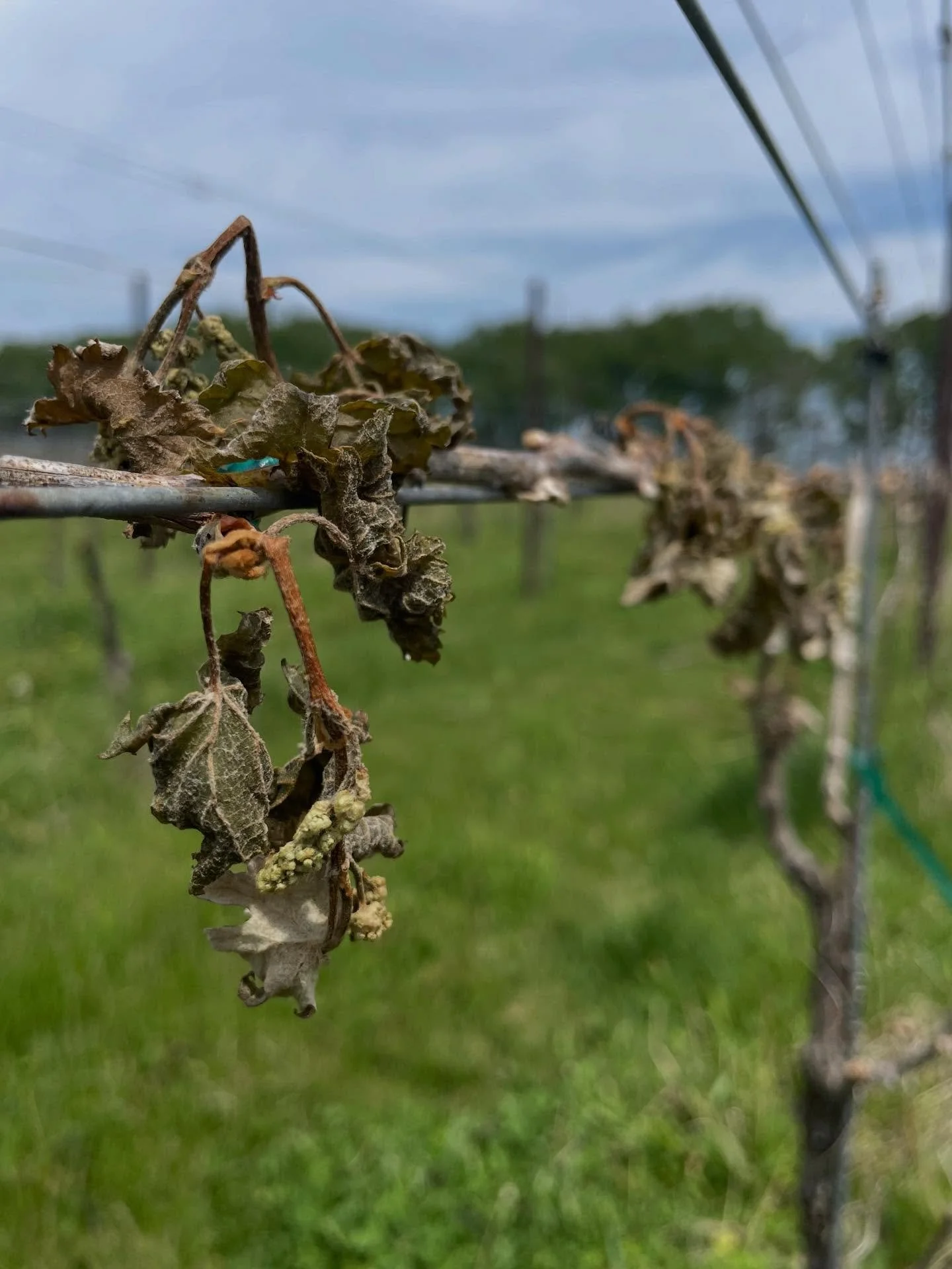 Nonetheless, we keep going.  After experiencing similar conditions and losses in 2020 (that freeze was in mid-May so we aren&rsquo;t in the clear just yet!), we&rsquo;re again reminded of the risks and challenges of farming and the perseverance it de