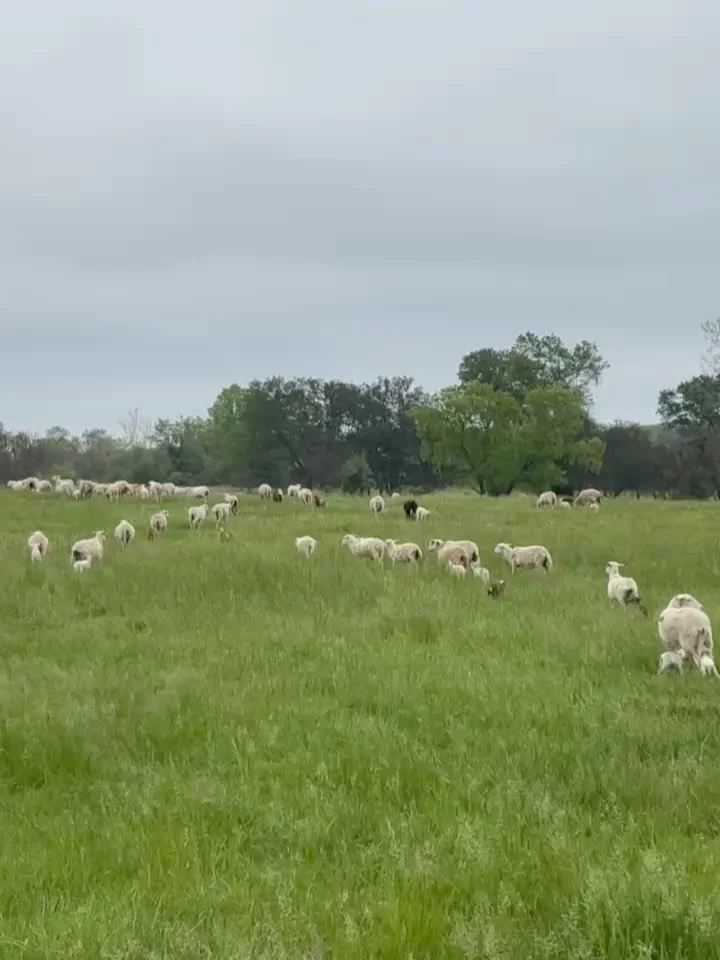 Week in Review

Sheep were thriving on the spring grasses after a little rain, we racked wines for an upcoming bottling and topped up a bunch of barrels, had a devastating freeze hit the vineyard, and saw beautiful blooms emerge on seemingly every co