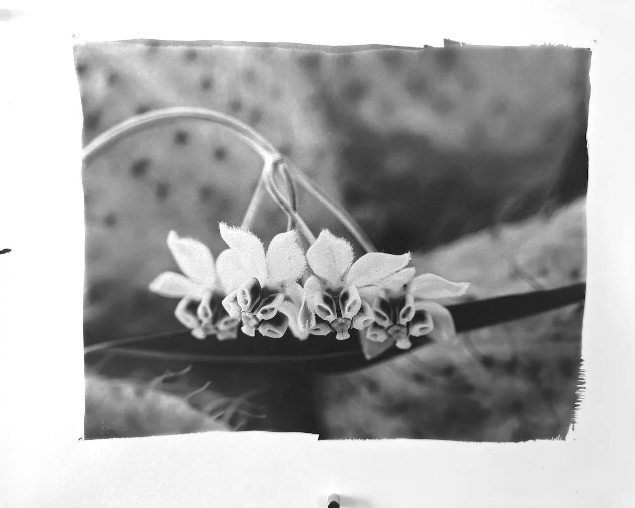 IMG_0353.jpeg