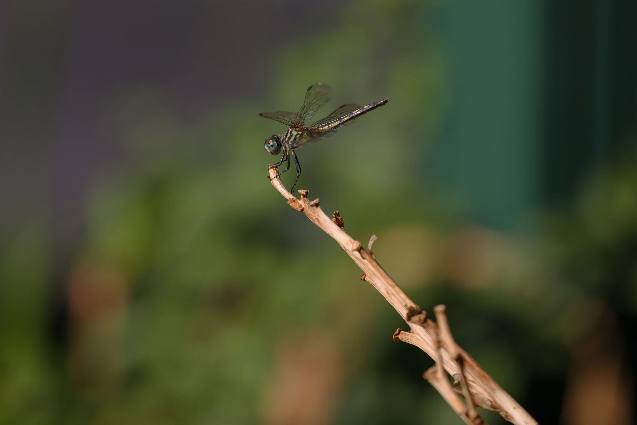 2B4A0142-Enhanced.jpg