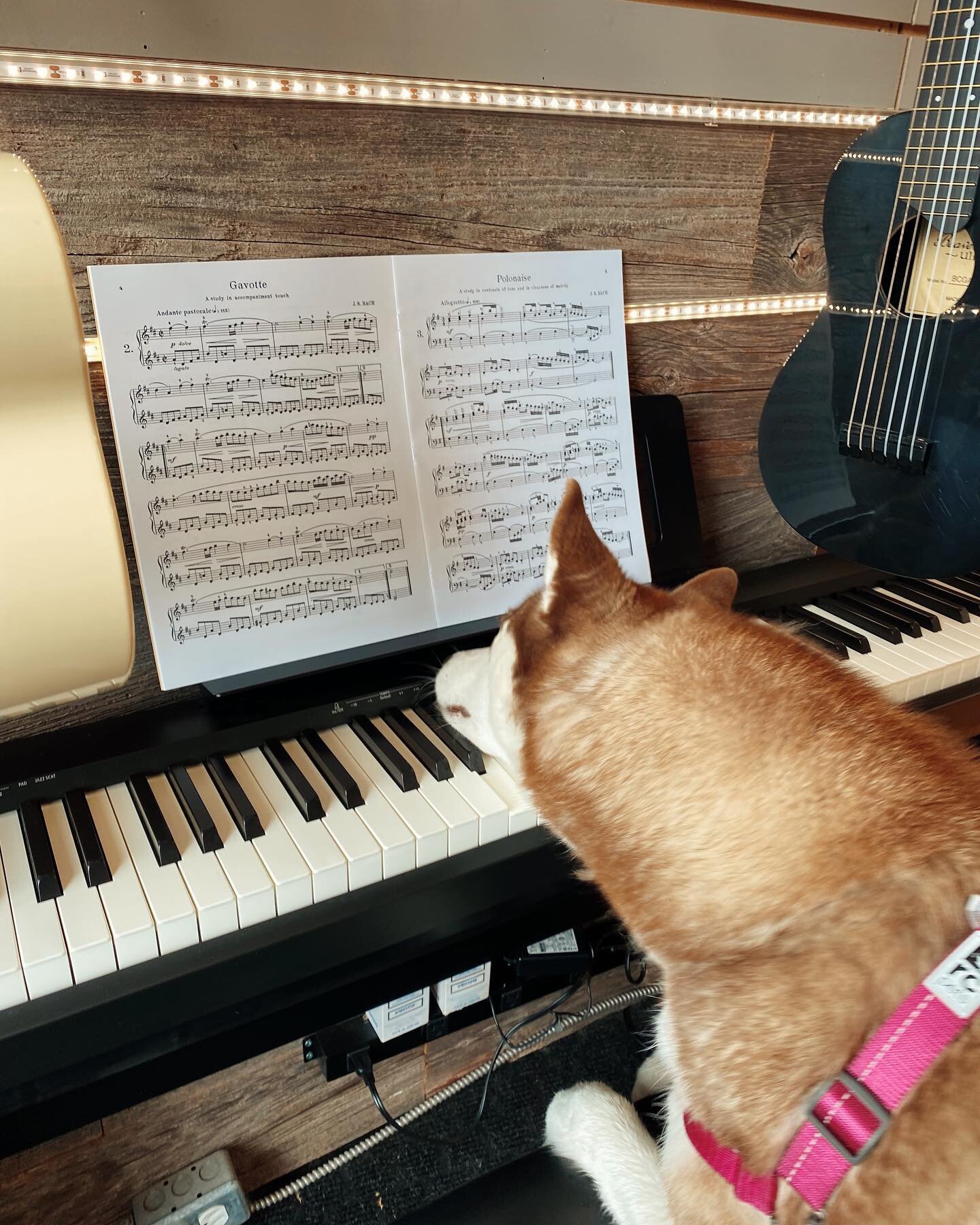 Charlie&rsquo;s working out a passage in this piece by J.S. Barch.
On to Ruffmaninoff next! 🐾 
.
.
.
.
.
#sniderschoolofmusic #pianolessons #musiclessons #musicschool #dogsofinstagram #huskiesofinstagram #northyork #ylvbia